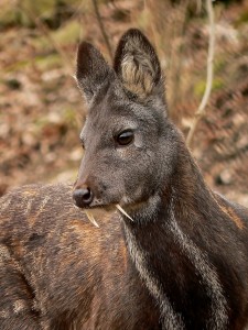 Kašmirski mošusni jelen