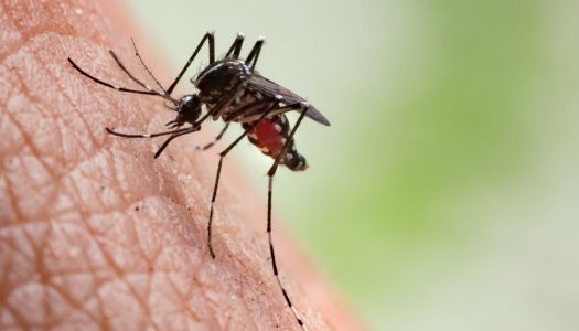 Prirodna sredstva protiv (ujeda) komaraca