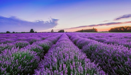 Lavanda – biljka koju ili vole ili baš ne vole